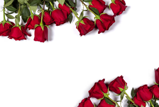 romantische mock-up. floraler rahmen aus schöne große rote rosen auf weißem hintergrund. platz für ihren text. ansicht von oben. flach zu legen. - rose colored stock-fotos und bilder