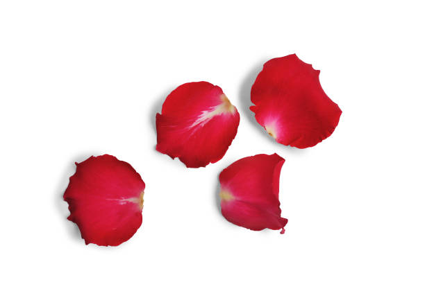 istock red rose petals isolated clipping mask on white background with path, top view 941359246