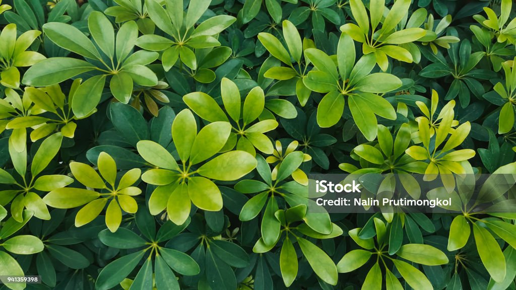 Octopus Shrub Umbrella Tree Octopus Tree Stock Photo - Download Image Now - Tree ...
