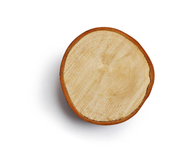 istock Large circular piece of wood cross section with tree ring texture pattern and cracks isolated clipping mask on white background with path, top view. Detailed organic surface from nature 941359554