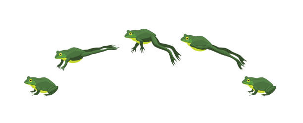 애니메이션 시퀀스 만화 벡터 일러스트 레이 션을 점프 하는 개구리 - 단일 이미지 일러스트 stock illustrations