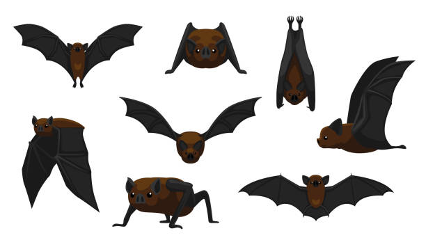 ilustrações, clipart, desenhos animados e ícones de morcego-vampiro voando cartoon ilustração em vetor - bat cartoon halloween wing