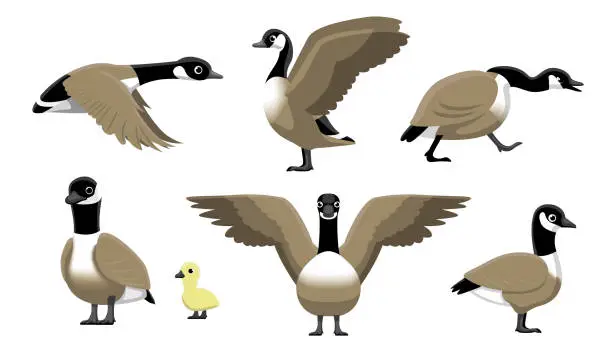 Vector illustration of Canada Goose Flying Cartoon Vector Illustration