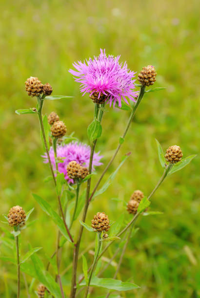 istock Cornflower (Centaurea jacea), knapweed flowers 941364180