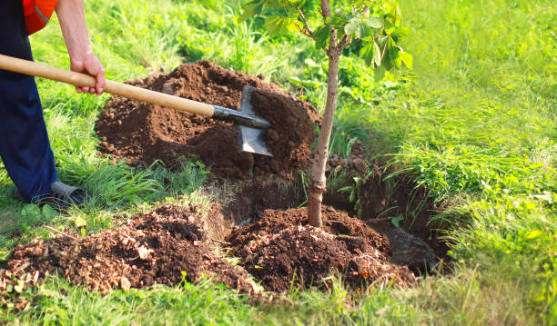 istock Man plants a small tree, hands holds shovel digs the ground, nature, environment and ecology concept 941364986
