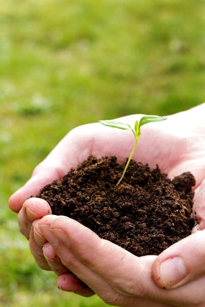istock Hands holding plant seed germinting from the soil 941365344