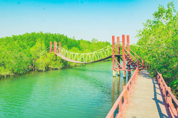 istock Wooden walking bridge in mangrove forest 941365726