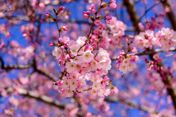 cherry blossom - cherry blossom cherry tree tree washington dc foto e immagini stock