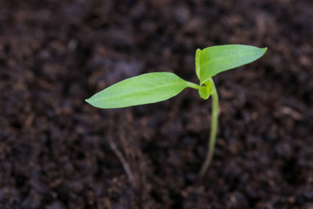 새로운 공장요 시드 germinting 메트로폴리스 토양 - brussels sprout 뉴스 사진 이미지