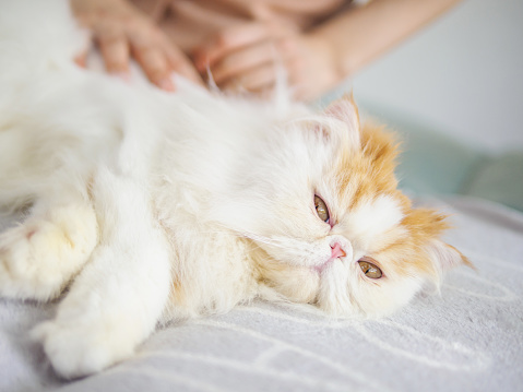Woman combing a cute fluffy exotic long hair cat with hand on couch, cat laying in sunlight with eyes open and enjoying its comfortable life.