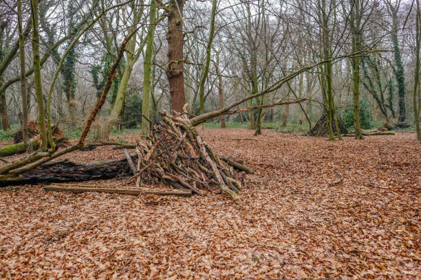 istock Hide built in a forest clearing with dry fallen leaves on the floor. 941370894