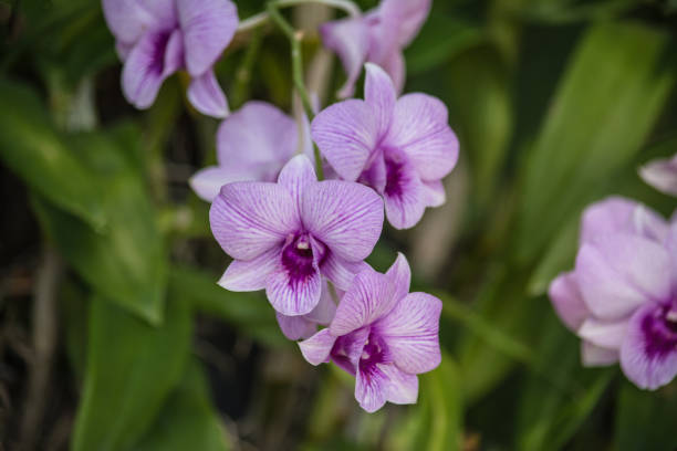 istock Dendrobium is a huge genus of orchids. 941373664