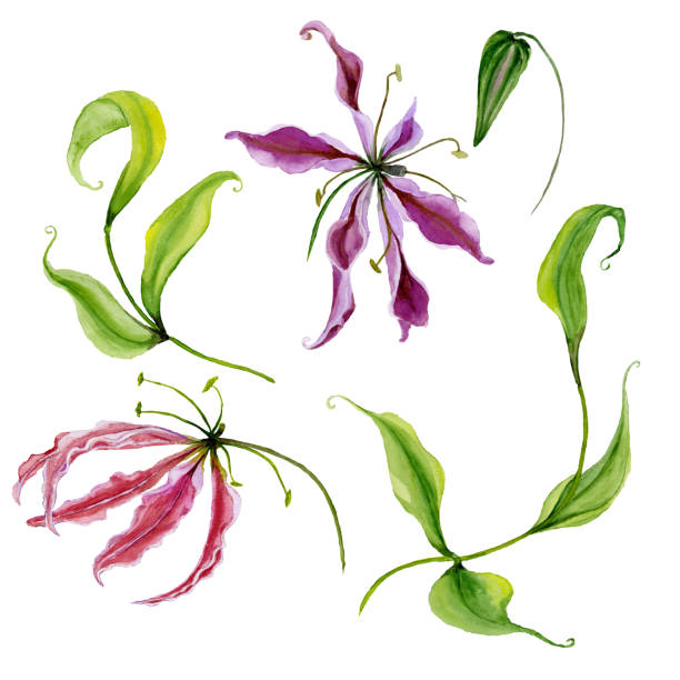 schöne lila und piink "gloriosa" blume (flamme lilie) an einem stiel. floral-set (blumen, blätter auf klettern zweig, knospe). isoliert auf weißem hintergrund. aquarellmalerei. - branch twig bud isolated stock-grafiken, -clipart, -cartoons und -symbole