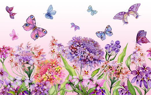 Summer background. Beautiful vivid iberis flowers and colorful butterflies on pink background. Horizontal template. Seamless panoramic floral pattern. Watercolor painting. Hand painted illustration.