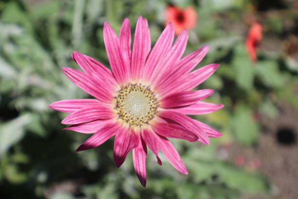 istock Colourful Nature Flower Backgrounds 941377984