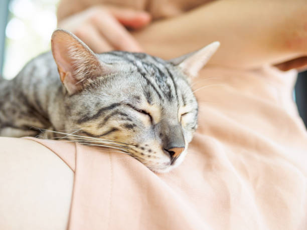 istock Sleepy Bengal cat lying on woman's thigh, resting with eyes almost closed. 941378324