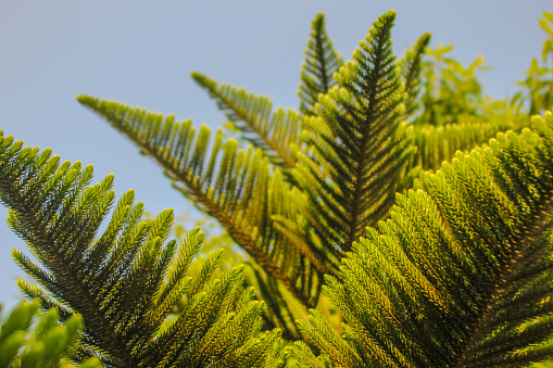grand fir (giant fir, lowland white fir, great silver fir, western white fir, Vancouver fir, or Oregon fir) is a major constituent of the Grand Fir/Douglas Fir Ecoregion of the Cascade Range