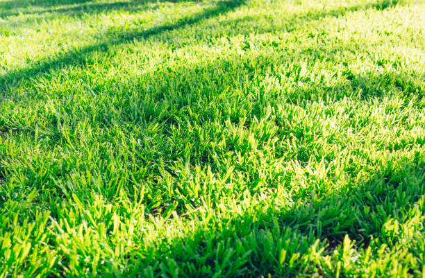 istock Sunlight rays on a bright spring grass. Early in the morning. 941382740
