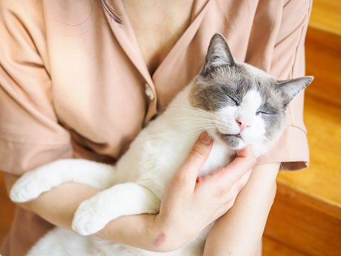 Beautiful brown white Ragdoll Cat lying in woman's arms and falling asleep.