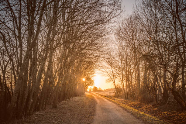 Winding road in the sunrise with trees on the roadside in the morning