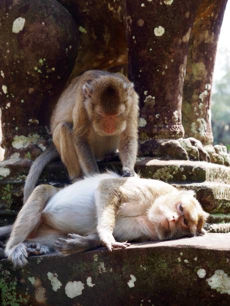 istock Monkeys in Cambodia 941388282