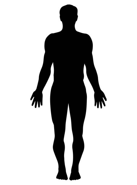 mężczyzna pełnowymiarowa ilustracja wektorowa sylwetki odizolowana na białym tle - silhouette men outline adults only stock illustrations
