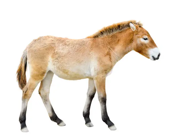 Horse isolated on white. Young Przewalski horse or Dzungarian horse full length.  Zoo animals. Wild horse.