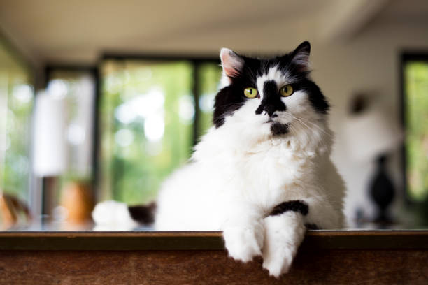 Cat sitting on bench indoors