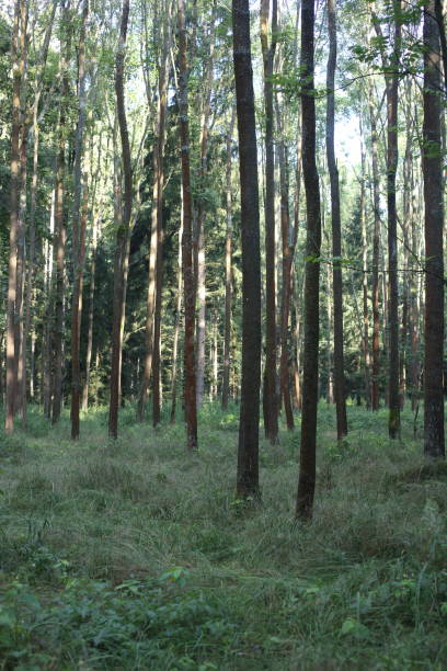 istock forest trees. nature green wood sunlight backgrounds. 941396154