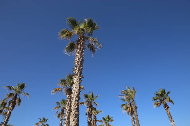 istock Coconut palm trees on blue sky background 941396214