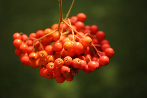 Ripe red rowanberies on tree