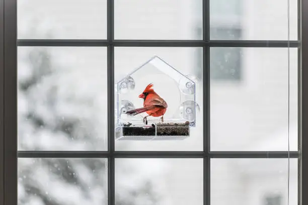 One male red northern cardinal, Cardinalis, bird sitting perched on plastic glass window feeder during heavy winter snow colorful in Virginia, snow flakes falling