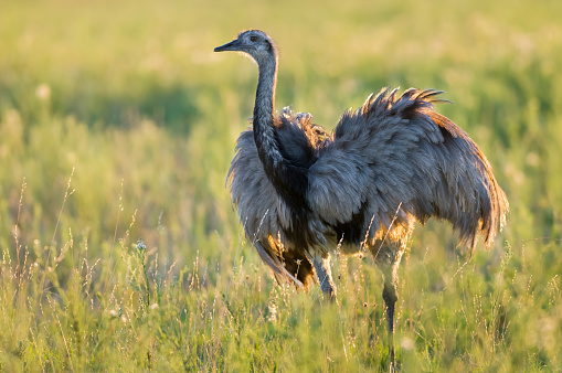 Greater Rhea in pampas landscape, Patagonia,  Argentina