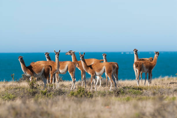istock Guanaco, Patagonia Argentina 941396984