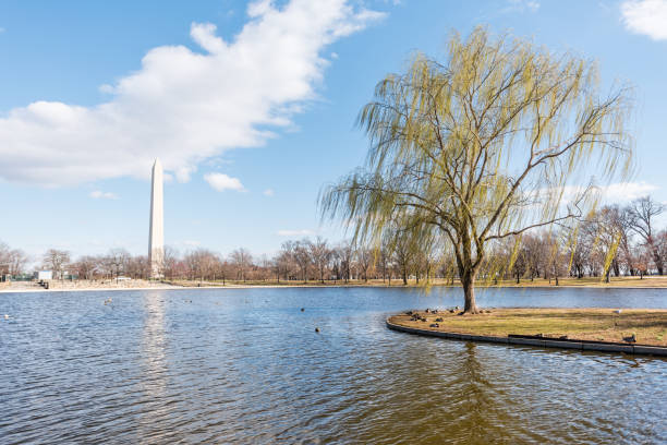 istock Large willow tree and wind in Washington DC with monument, reflection during sunny winter day in Constitution Gardens Pond 941397160