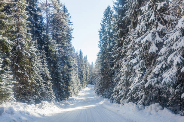 istock rural road in the winter forest 941397176