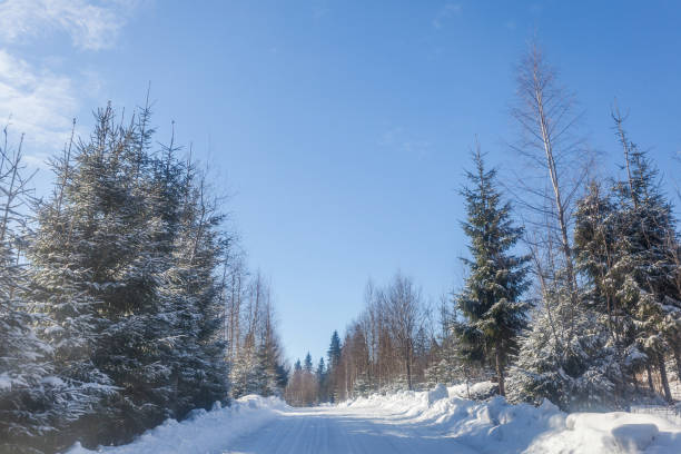 istock rural road in the winter forest 941397234