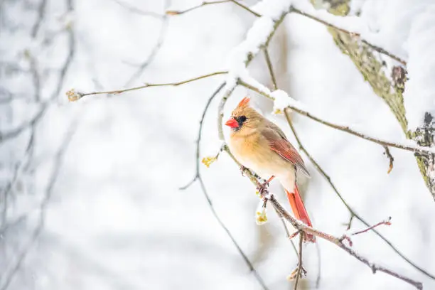 Closeup of one female red northern cardinal, Cardinalis, bird sitting perched on tree branch during heavy winter snow colorful in Virginia, snow flakes falling