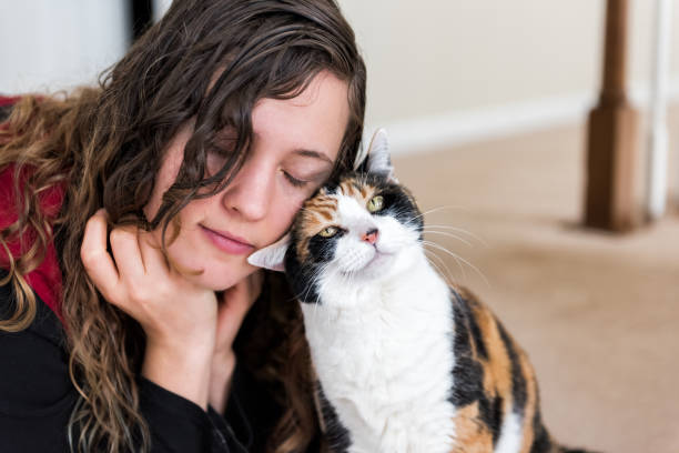 Young woman bonding with calico cat bumping rubbing bunting heads, friends friendship companion pet happy affection bonding face expression, cute adorable kitty Young woman bonding with calico cat bumping rubbing bunting heads, friends friendship companion pet happy affection bonding face expression, cute adorable kitty rubbing stock pictures, royalty-free photos & images