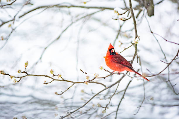 1 つ鮮やかな飽和赤北枢機卿、cardinalis のクローズ アップに座っている鳥の上に腰掛け木の枝バージニア州のカラフルな重い冬の雪の中に食べる花芽葉に落ちる雪の結晶 - snow leaf branch winter ストックフォトと画像