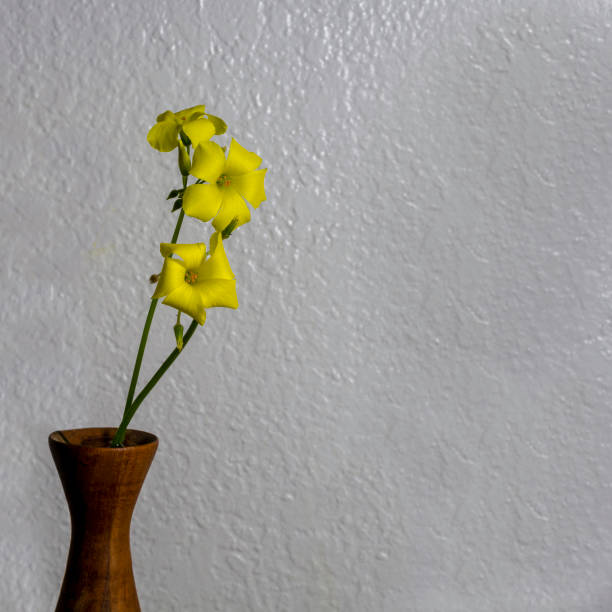 Selective focus on yellow Oxalis flowers in wooden flower pot isolated in white background, with plenty of copyspace