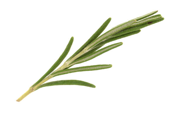 istock Sprig of organic rosemary on a white background 941407244