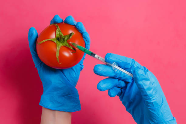gvo-wissenschaftler injektion grüne flüssigkeit aus der spritze ins rote tomate - genetisch modifiziert food-konzept. - genetic modification dna tomato genetic research stock-fotos und bilder