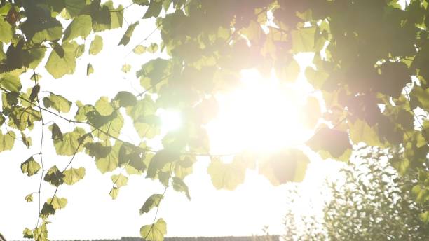 istock Green vineyard on a bright sunny sky background 4K 941410444