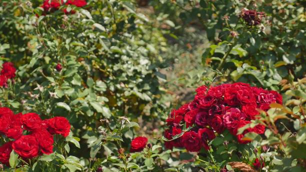 istock Red rose bush with shiny green leaves. Wide view 941410564