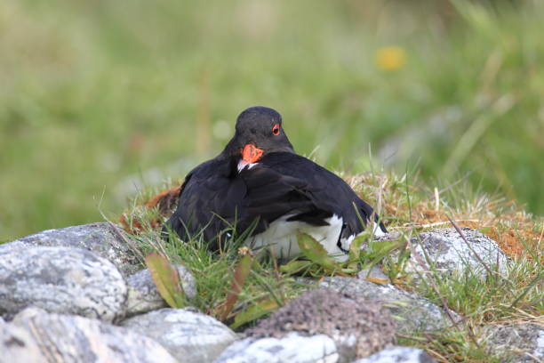 istock Eurasian oystercatcher Norway 941410576