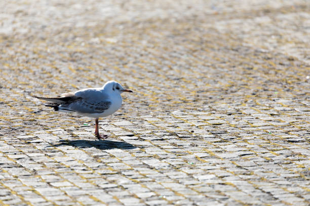 istock Lonely Inland Seagull 941410824