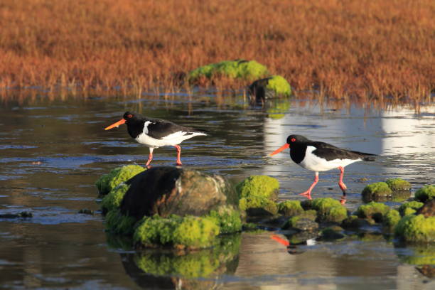 istock Eurasian oystercatcher Norway 941411858