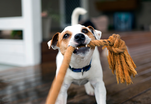 Fox Terrier tirando la cuerda juego photo