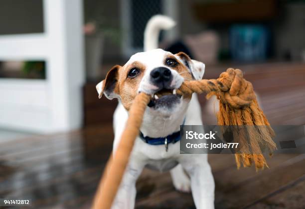 Fox Terrier Tugging The Rope Playing Stock Photo - Download Image Now - Dog, Playful, Playing